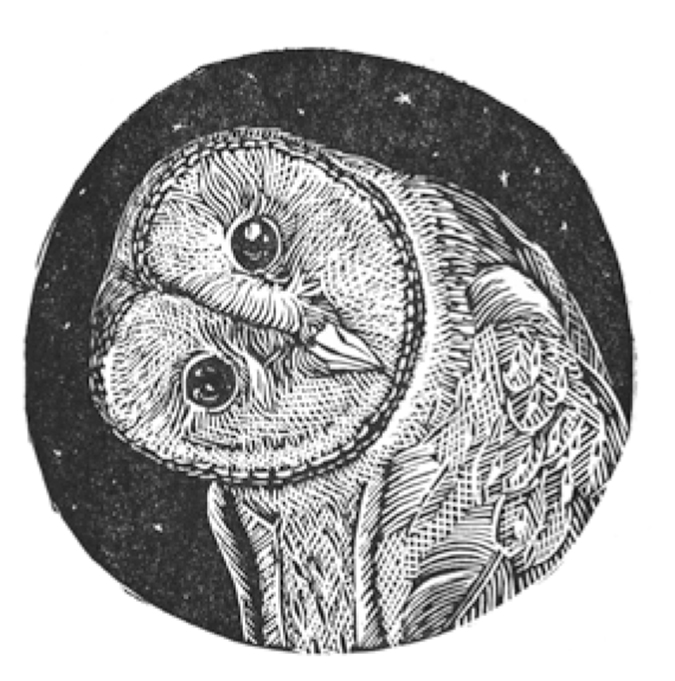 thumbnail the barn owl illustration